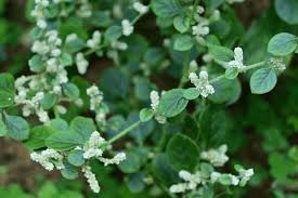 Image result for Aerva