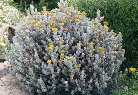 Image result for Helichrysum setosum