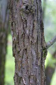 Maybe you would like to learn more about one of these? How To Make Aspirin From A Willow Tree Home Remedies Wonderhowto