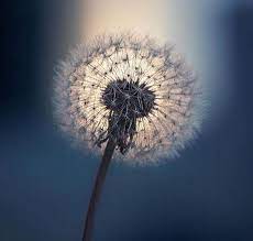 A Goodnight Dandelion By Unique Mix Macro Brilliance Loved It So Much They Shared I Most Beautiful Flower Pictures Beautiful Flowers Pictures Flower Pictures