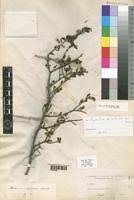 Image result for Pyrostria phyllanthoidea