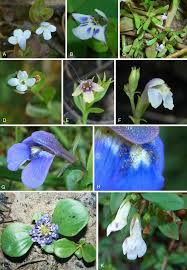 Image result for Stemodiopsis buchananii