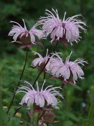 Eastern Bee Balm Monarda Bradburiana Pollinator Garden Prairie Garden Different Types Of Flowers