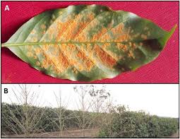 Remove all infected parts and destroy them. Coffee Leaf Rust Symptoms And Signs A Chlorotic Spots And Download Scientific Diagram