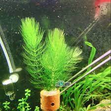 Jadi bisa dibilang multifungsi dan akan membantumu merawat ikan, sekaligus menampilkan sisi lain dari aquascape barumu. Tanaman Aquascape Hornwort Atau Coontail Tanaman Mudah Tumbuh Shopee Indonesia