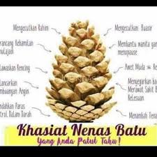 Berminat nak belajar tentang saham patuh syariah klik sini ==>> saham. Nenas Batu Shopee Malaysia