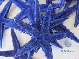 Kết quả hình ảnh cho sao bieenr