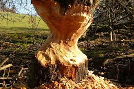 We did not find results for: Biberspuren Bund Nrw