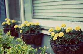 You can make the most of these miniature miniature roses need full sun to bloom their best. Flowering Window Box Ideas That Work For Sunny Gardens