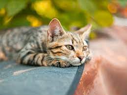 Zum beispiel, wenn die katze übergewichtig und bewegungsfaul ist! Verstopfung Bei Der Katze Symptome Und Behandlung