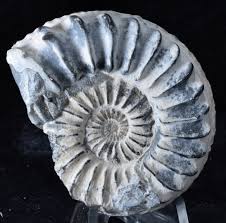 Image result for Pleioceras