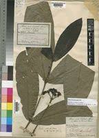 Image result for Ixora brachypoda