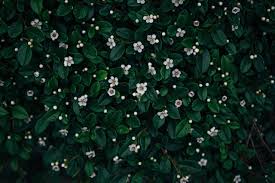 They do not tolerate cold, so keep them at temperatures above. Little White Flowers With Green Leaves 1484935 Stock Photo At Vecteezy