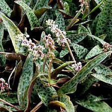 Image result for Ledebouria