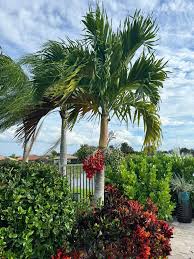 Image result for Adonidia