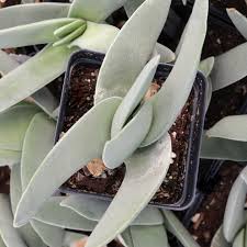Image result for Crassula perfoliata