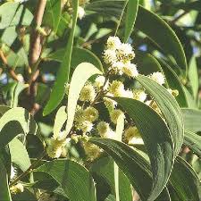 Image result for Acacia abyssinica
