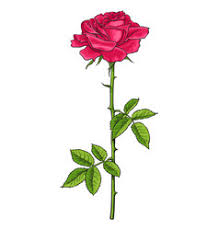 A rose tattoo with just the head may depict different aspects of life for you, but a rose with thorns can add a depth of meaning and take the attention. Rose Tattoo Thorn Vector Images Over 330