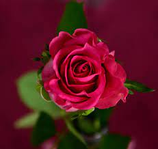 See rose flower stock video clips. Free Photo Rose Flower Fresh Gift Free Download Jooinn