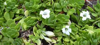 Image result for Bacopa monnieri