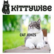 Cat Jokes Compilation Kitty Wise Cat Jokes Cat Food Brands Best Cat Food