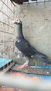 Pigeons For Sale | Pigeon Farms & Co. - Call (562) 235-1829