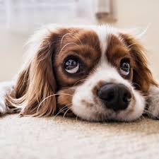 For pet dogs is a matter of personal preference, i did not shave the whiskers on the 3 springers i had because. Why Do Dogs Have Whiskers Over Their Eyes Dog Discoveries