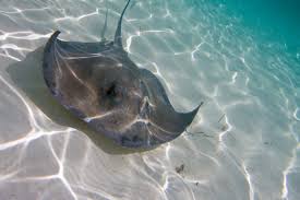 Image result for Stingray