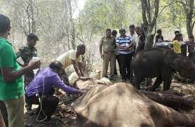 Touching Animal Rescue Scene: villagers and forest staff save a drought hit, dehydrated mother elephant and her calf - Planet Custodian