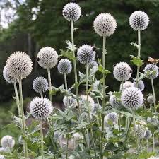 Image result for Sphenostylis zimbabweensis