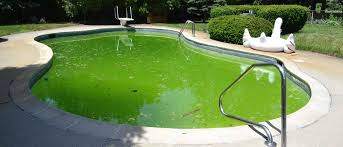 algae in pools ile ilgili görsel sonucu