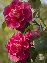 Camellia Williamsii William Carlyon Photographic Print By Carol Sheppard At Eu Art Com Beautiful Pink Flowers Beautiful Flowers Amazing Flowers