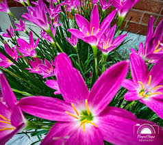 Image result for Isoglossa laxiflora