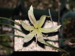 Image result for Crinum minimum