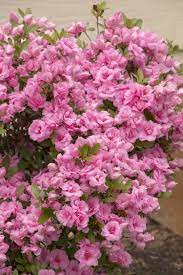 Rosebud Azalea Rose Buds Azaleas Azaleas Landscaping