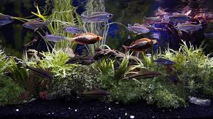Pin On 4k Aquarium Video Download