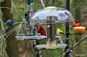 We have birds in our backyard. The Case For Summer Bird Feeding