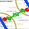 Do animal cells have tight junctions. 1
