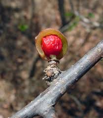 Image result for Commiphora africana