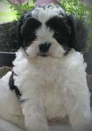Available cavapoo puppies for sale. Cavapoo Puppies For Sale Ogden Ut 263253 Petzlover