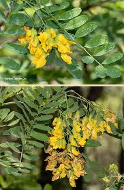 Image result for Calpurnia aurea