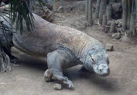 Largest Komodo Dragon Ever Komodo Dragons Indonesia Komodo Dragon Mystical Creatures Animals