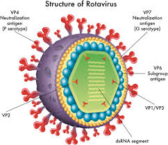 Image result for Rotavirus
