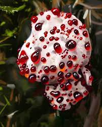 He Astounding Bleeding Tooth Fungus Hydnellum Peckii By Randyhagmann Via Mushroomguerrilla Stuffed Mushrooms Fungi Mushroom Pictures