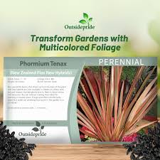 Image result for Phormium