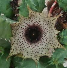 Image result for Huernia kirkii