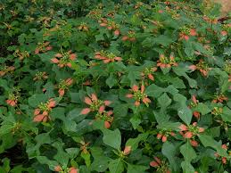 Image result for Euphorbia fortissima