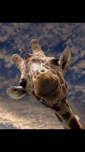 Последние твиты от girafa (@girafado). Girafa Wallpaper By Ellina0904 B8 Free On Zedge
