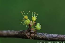 Image result for Phyllanthus pinnatus
