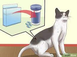 3 Ways To Sedate A Cat Wikihow